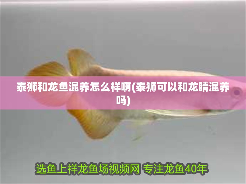 泰獅和龍魚混養怎么樣啊(泰獅可以和龍睛混養嗎)