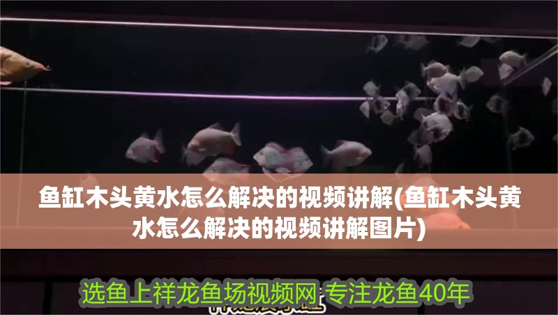 魚缸木頭黃水怎么解決的視頻講解(魚缸木頭黃水怎么解決的視頻講解圖片)