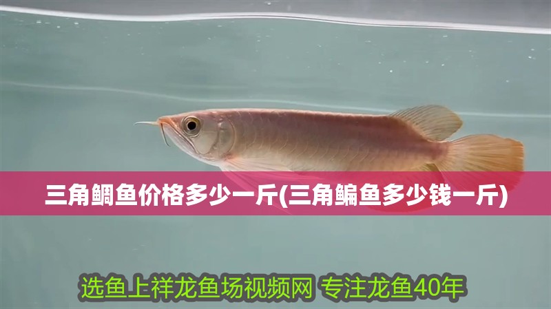 三角鯛魚價格多少一斤(三角鳊魚多少錢一斤)