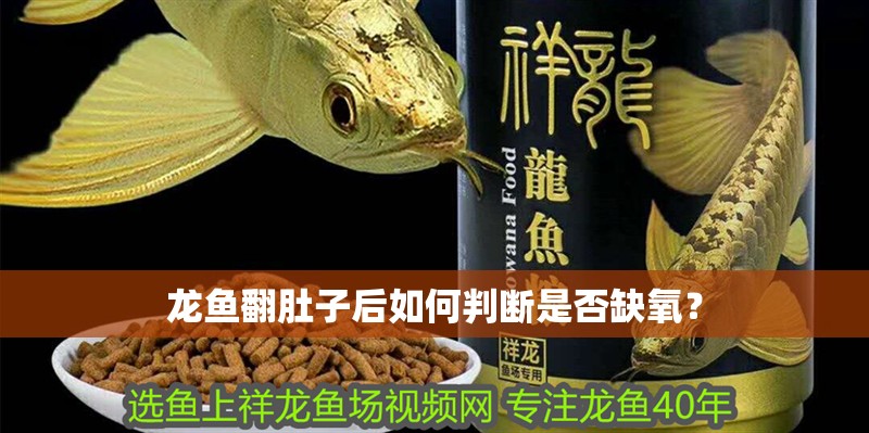 龍魚翻肚子后如何判斷是否缺氧？