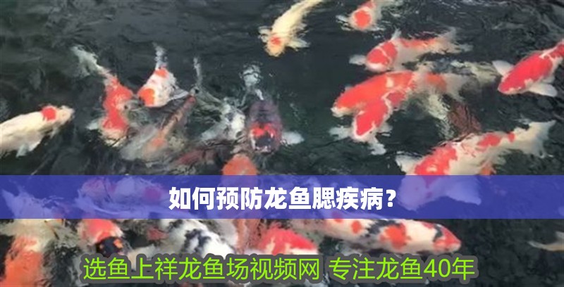 如何預(yù)防龍魚腮疾病？