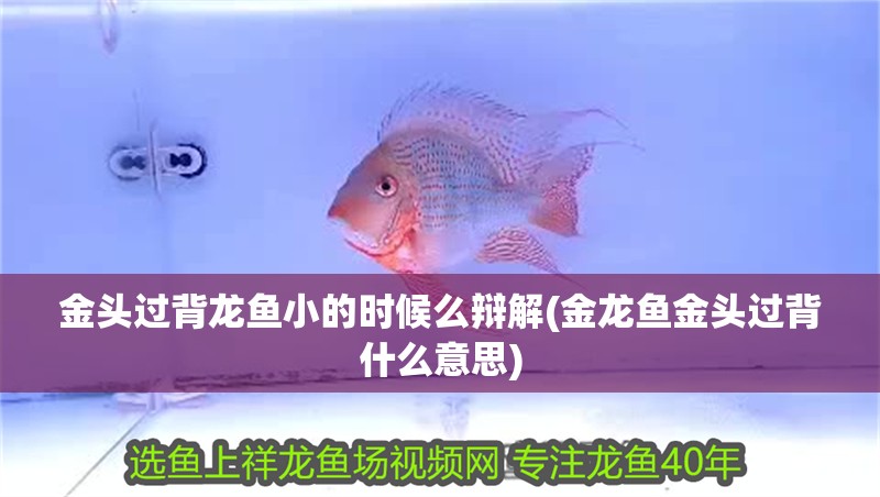 金頭過背龍魚小的時候么辯解(金龍魚金頭過背什么意思)