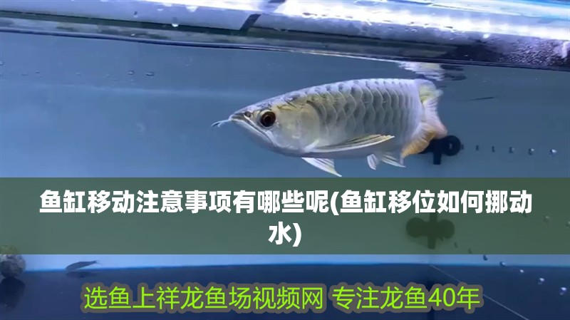 魚缸移動注意事項有哪些呢(魚缸移位如何挪動水)