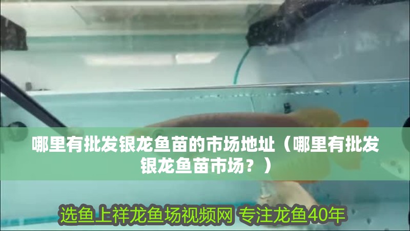 哪里有批發銀龍魚苗的市場地址（哪里有批發銀龍魚苗市場？）