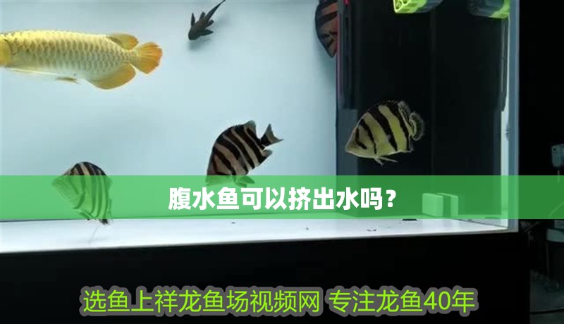 腹水魚可以擠出水嗎？