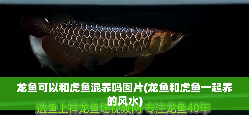龍魚可以和虎魚混養(yǎng)嗎圖片(龍魚和虎魚一起養(yǎng)的風水)