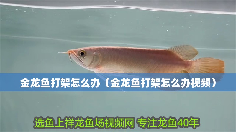 金龍魚打架怎么辦（金龍魚打架怎么辦視頻） 金龍魚打架怎么辦（金龍魚打架怎么辦視頻） 觀賞魚百科