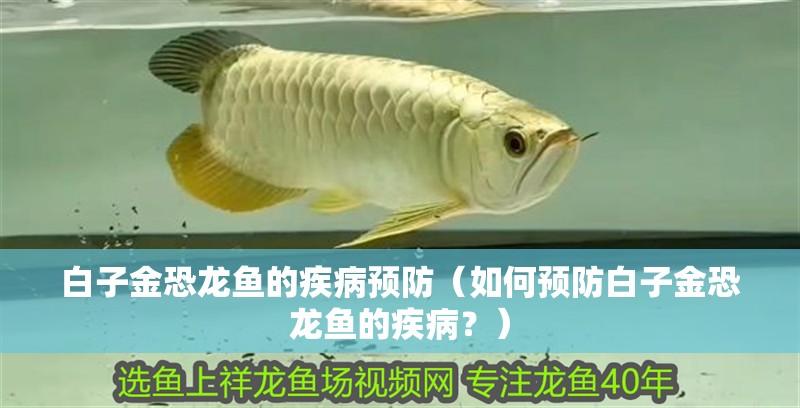 白子金恐龍魚的疾病預防（如何預防白子金恐龍魚的疾病？）