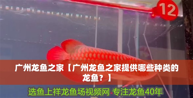 廣州龍魚之家【廣州龍魚之家提供哪些種類的龍魚？】