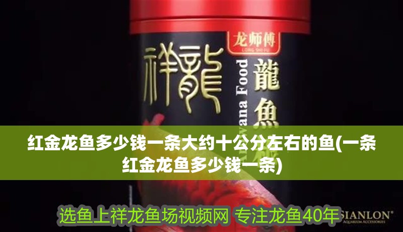 紅金龍魚多少錢一條大約十公分左右的魚(一條紅金龍魚多少錢一條)