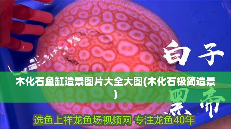 木化石魚缸造景圖片大全大圖(木化石極簡造景)