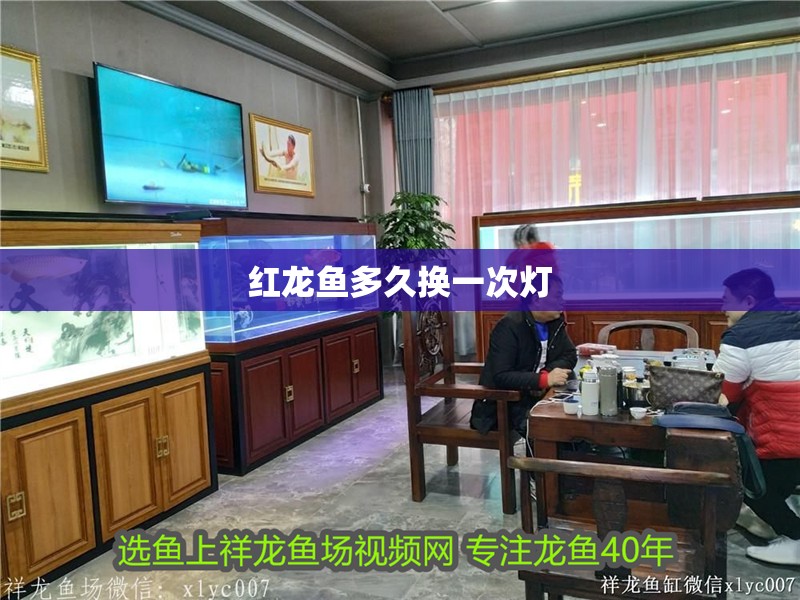 紅龍魚多久換一次燈