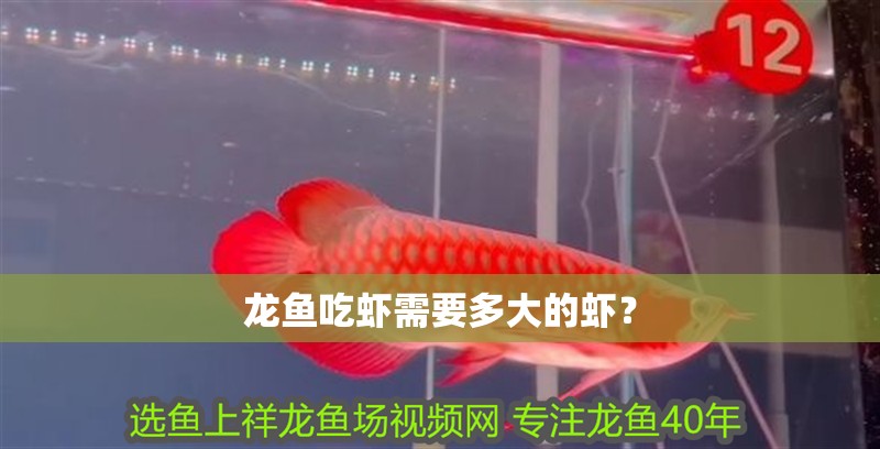 龍魚吃蝦需要多大的蝦？