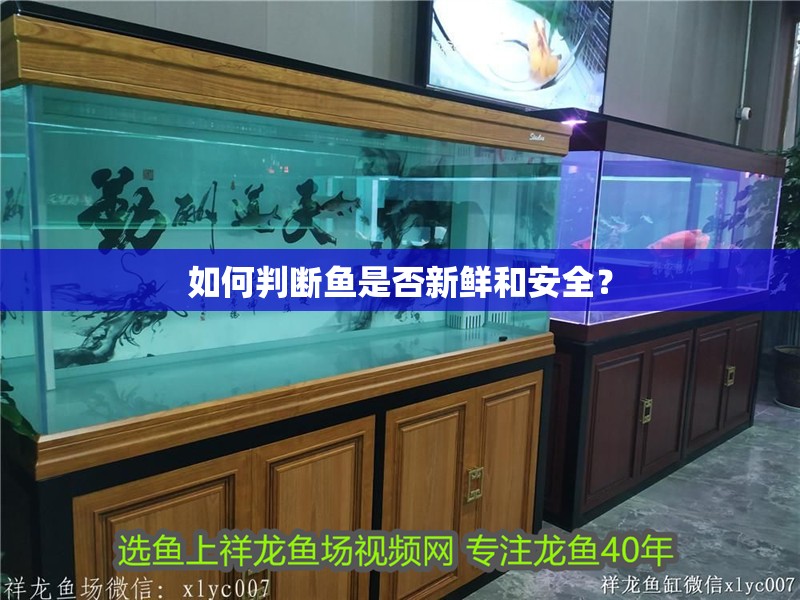 如何判斷魚是否新鮮和安全？