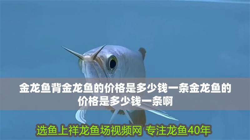 金龍魚背金龍魚的價格是多少錢一條金龍魚的價格是多少錢一條啊
