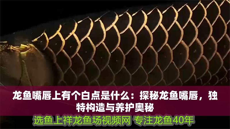 龍魚嘴唇上有個白點是什么：探秘龍魚嘴唇，獨特構造與養護奧秘