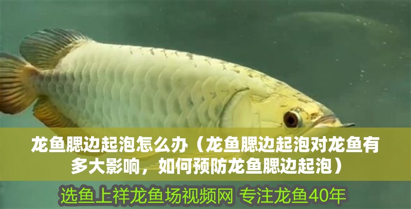 龍魚腮邊起泡怎么辦（龍魚腮邊起泡對龍魚有多大影響，如何預防龍魚腮邊起泡）