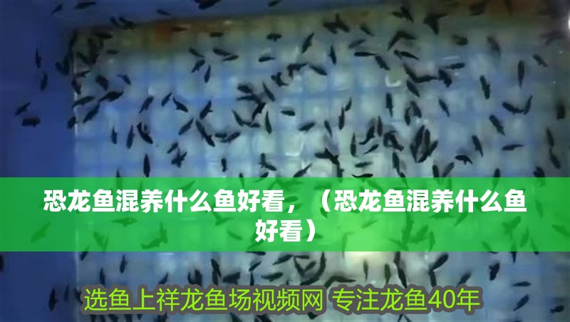 恐龍魚混養什么魚好看，（恐龍魚混養什么魚好看）
