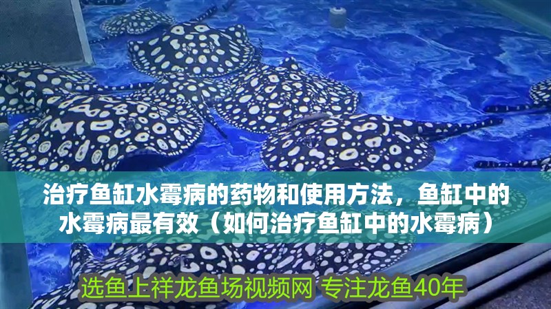 治療魚缸水霉病的藥物和使用方法，魚缸中的水霉病最有效（如何治療魚缸中的水霉?。? title=