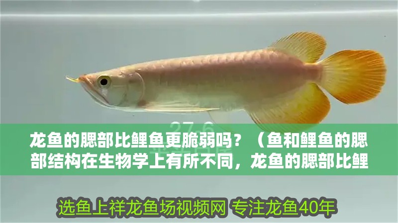 龍魚的腮部比鯉魚更脆弱嗎？（魚和鯉魚的腮部結(jié)構(gòu)在生物學上有所不同，龍魚的腮部比鯉魚更脆弱）