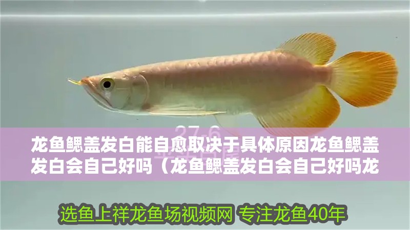 龍魚鰓蓋發白能自愈取決于具體原因龍魚鰓蓋發白會自己好嗎（龍魚鰓蓋發白會自己好嗎龍魚鰓蓋發白會自己好嗎）