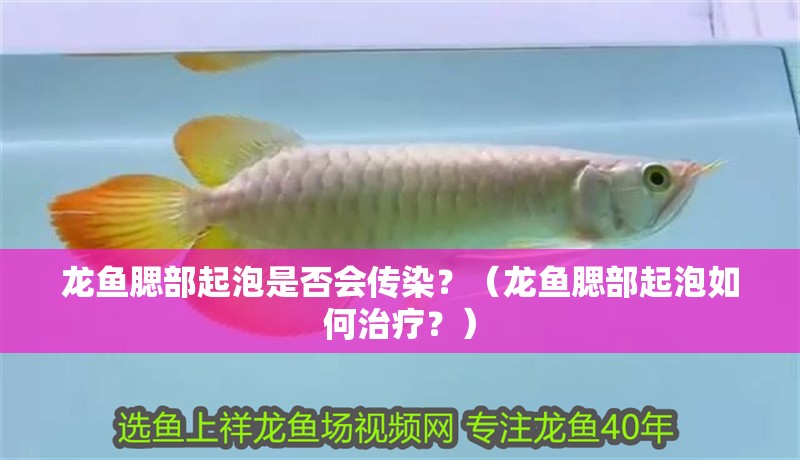 龍魚腮部起泡是否會傳染？（龍魚腮部起泡如何治療？）