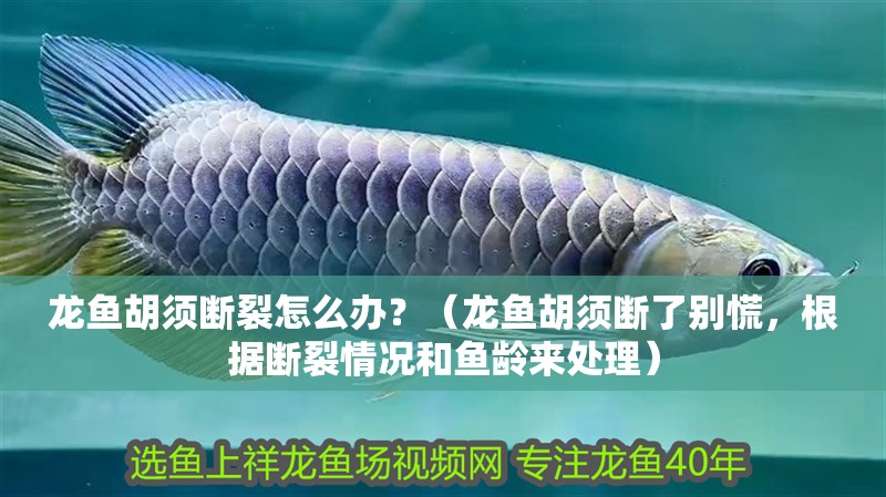 龍魚胡須斷裂怎么辦？（龍魚胡須斷了別慌，根據斷裂情況和魚齡來處理）