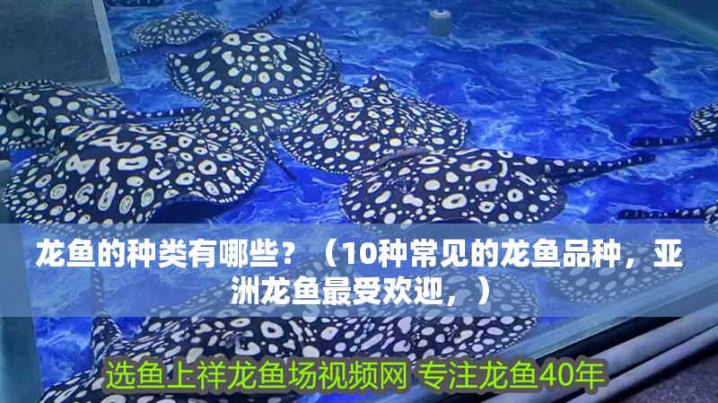 龍魚的種類有哪些？（10種常見的龍魚品種，亞洲龍魚最受歡迎，）