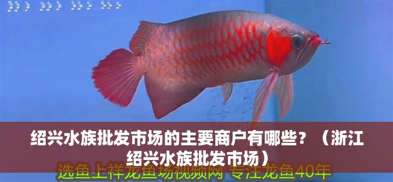 紹興水族批發(fā)市場(chǎng)的主要商戶有哪些？（浙江紹興水族批發(fā)市場(chǎng)）
