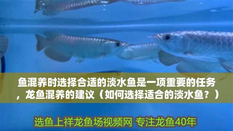 魚混養時選擇合適的淡水魚是一項重要的任務，龍魚混養的建議（如何選擇適合的淡水魚？）