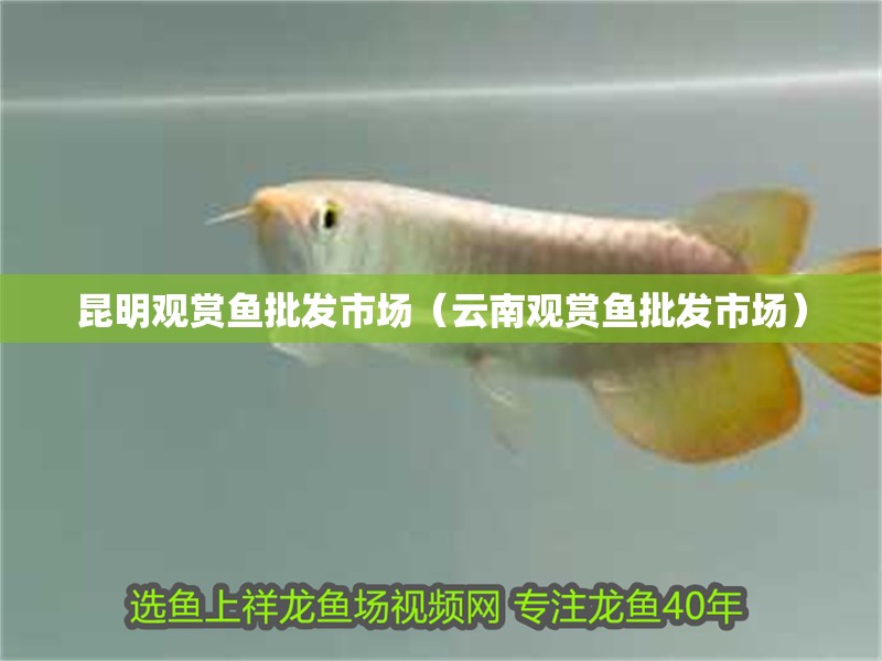 <strong><mark>昆明</mark></strong>觀賞魚批發市場（云南觀賞魚批發市場）
