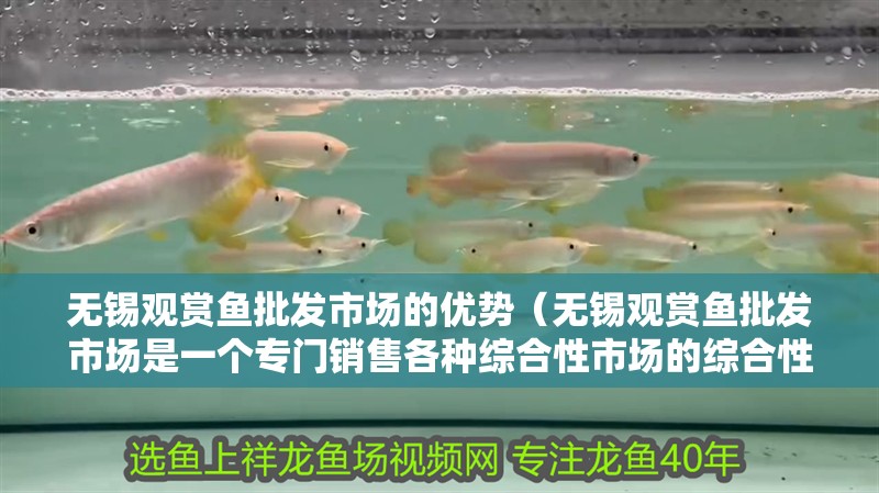 無錫觀賞魚批發市場的優勢（無錫觀賞魚批發市場是一個專門銷售各種綜合性市場的綜合性市場） 無錫觀賞魚批發市場的優勢（無錫觀賞魚批發市場是一個專門銷售各種綜合性市場的綜合性市場） vs祥龍魚場