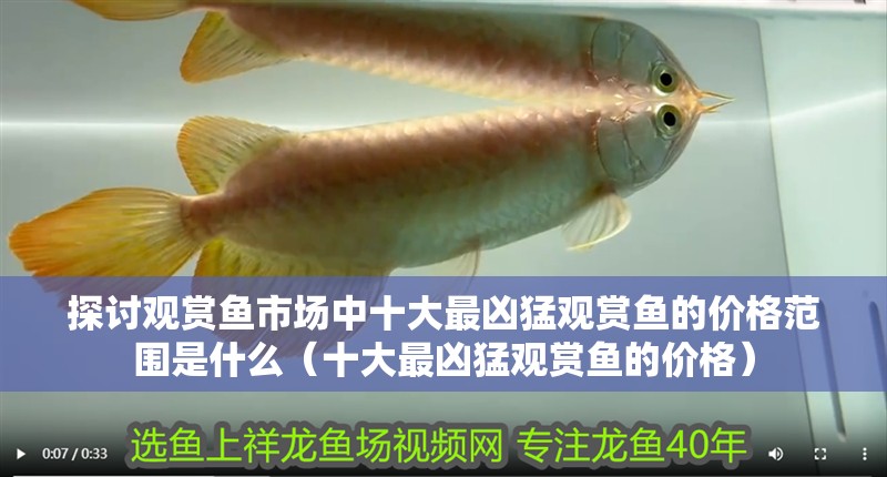探討觀賞魚市場中十大最兇猛觀賞魚的價格范圍是什么（十大最兇猛觀賞魚的價格）