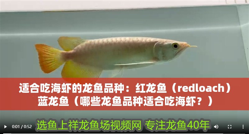 適合吃海蝦的龍魚(yú)品種：紅龍魚(yú)（redloach）藍(lán)龍魚(yú)（哪些龍魚(yú)品種適合吃海蝦？） 適合吃海蝦的龍魚(yú)品種：紅龍魚(yú)（redloach）藍(lán)龍魚(yú)（哪些龍魚(yú)品種適合吃海蝦？） 龍魚(yú)百科 第1張
