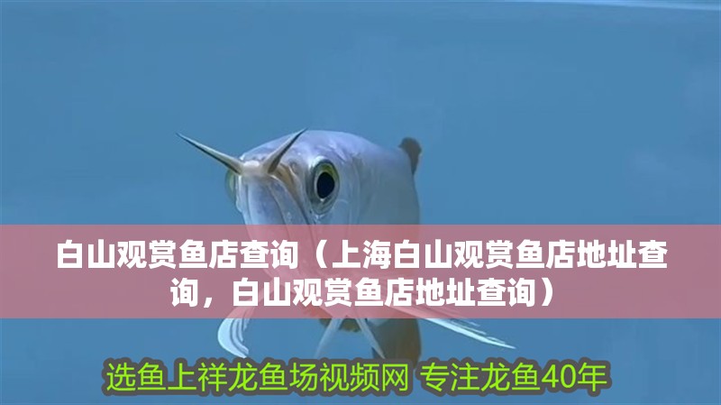 白山觀賞魚店查詢（上海白山觀賞魚店地址查詢，白山觀賞魚店地址查詢）