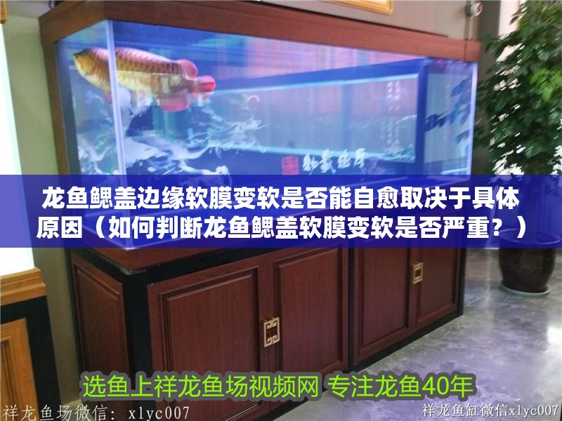 龍魚鰓蓋邊緣軟膜變軟是否能自愈取決于具體原因（如何判斷龍魚鰓蓋軟膜變軟是否嚴(yán)重？）