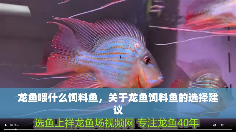 龍魚喂什么飼料魚，關于龍魚飼料魚的選擇建議
