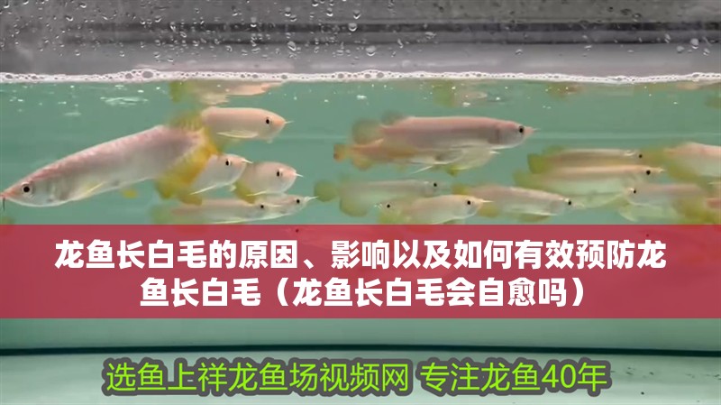龍魚長白毛的原因、影響以及如何有效預防龍魚長白毛（龍魚長白毛會自愈嗎）