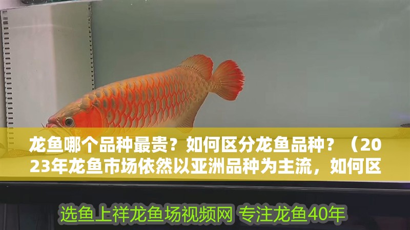 龍魚哪個品種最貴？如何區分龍魚品種？（2023年龍魚市場依然以亞洲品種為主流，如何區分龍魚品種）