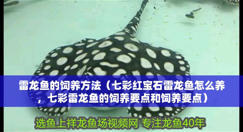 雷龍魚的飼養方法（七彩紅寶石雷龍魚怎么養，七彩雷龍魚的飼養要點和飼養要點）