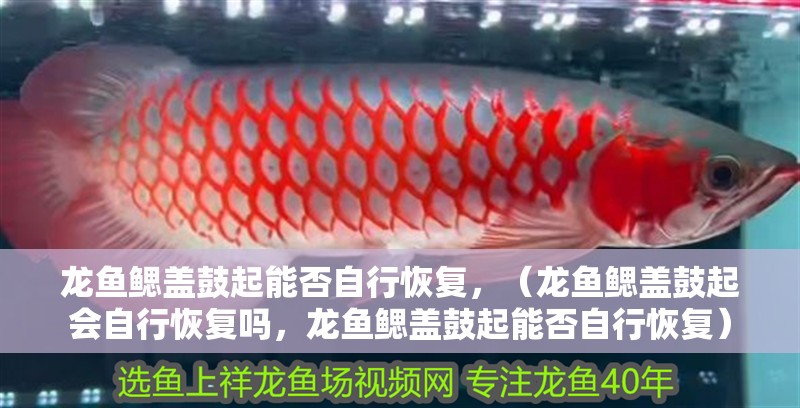 我的虎魚真菌感染了要怎么處理 龍魚鰓蓋鼓起能否自行恢復(fù),(龍魚鰓蓋鼓起會自行恢復(fù)嗎,龍魚鰓蓋鼓起能否自行恢復(fù)) 龍魚百科 龍魚鰓蓋鼓起能否自行恢復(fù),(龍魚鰓蓋鼓起會自行恢復(fù)嗎,龍魚鰓蓋鼓起能否自行恢復(fù)) 龍魚鰓蓋鼓起能否自行恢復(fù),(龍魚鰓蓋鼓起會自行恢復(fù)嗎,龍魚鰓蓋鼓起能否自行恢復(fù)) 龍魚百科