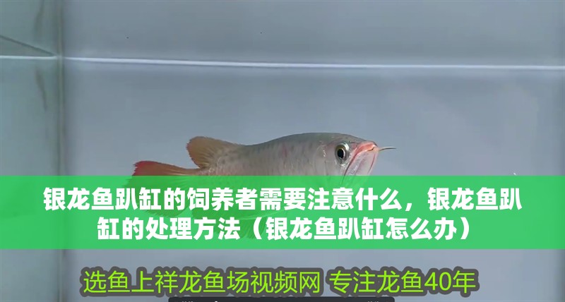銀龍魚趴缸的飼養者需要注意什么，銀龍魚趴缸的處理方法（銀龍魚趴缸怎么辦）