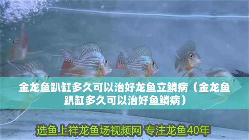 金龍魚趴缸多久可以治好龍魚立鱗病（金龍魚趴缸多久可以治好魚鱗病）