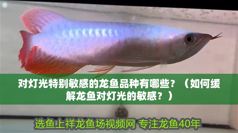對燈光特別敏感的龍魚品種有哪些？（如何緩解龍魚對燈光的敏感？）