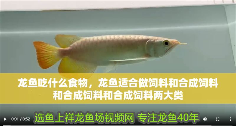 龍魚吃什么食物，龍魚適合做飼料和合成飼料和合成飼料和合成飼料兩大類