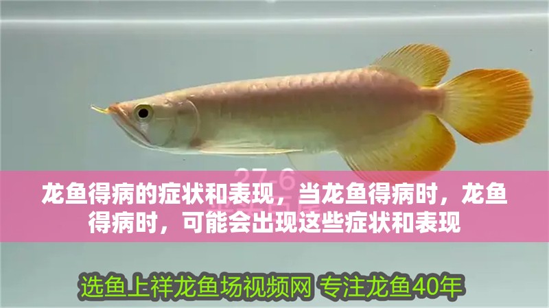 龍魚得病的癥狀和表現(xiàn)，當(dāng)龍魚得病時(shí)，龍魚得病時(shí)，可能會出現(xiàn)這些癥狀和表現(xiàn)
