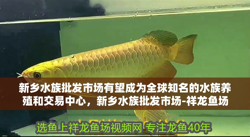 新鄉水族批發市場有望成為全球知名的水族養殖和交易中心，新鄉水族批發市場-祥龍魚場