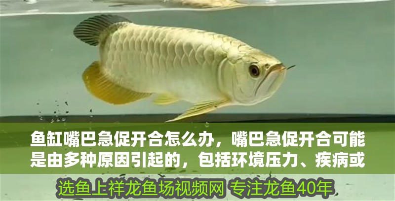 魚缸嘴巴急促開合怎么辦，嘴巴急促開合可能是由多種原因引起的，包括環境壓力、疾病或生理問題