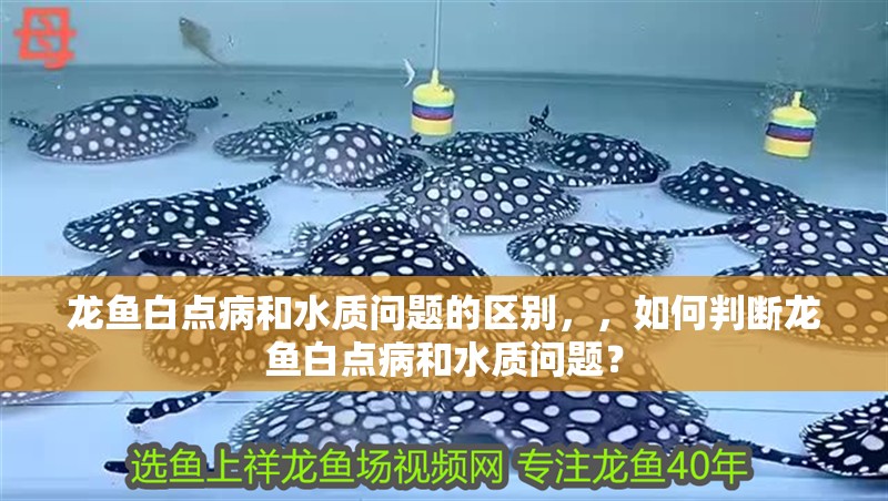 龍魚白點病和水質問題的區別，，如何判斷龍魚白點病和水質問題？