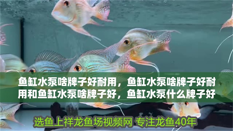魚缸水泵啥牌子好耐用，魚缸水泵啥牌子好耐用和魚缸水泵啥牌子好，魚缸水泵什么牌子好耐用